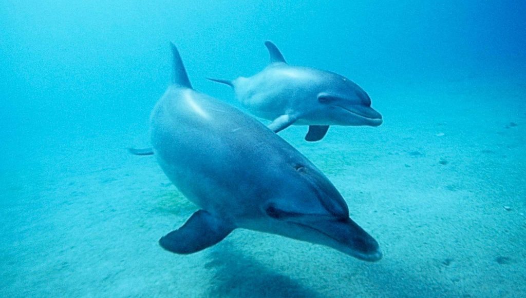 dolphins in black sea on Armonia resort beach