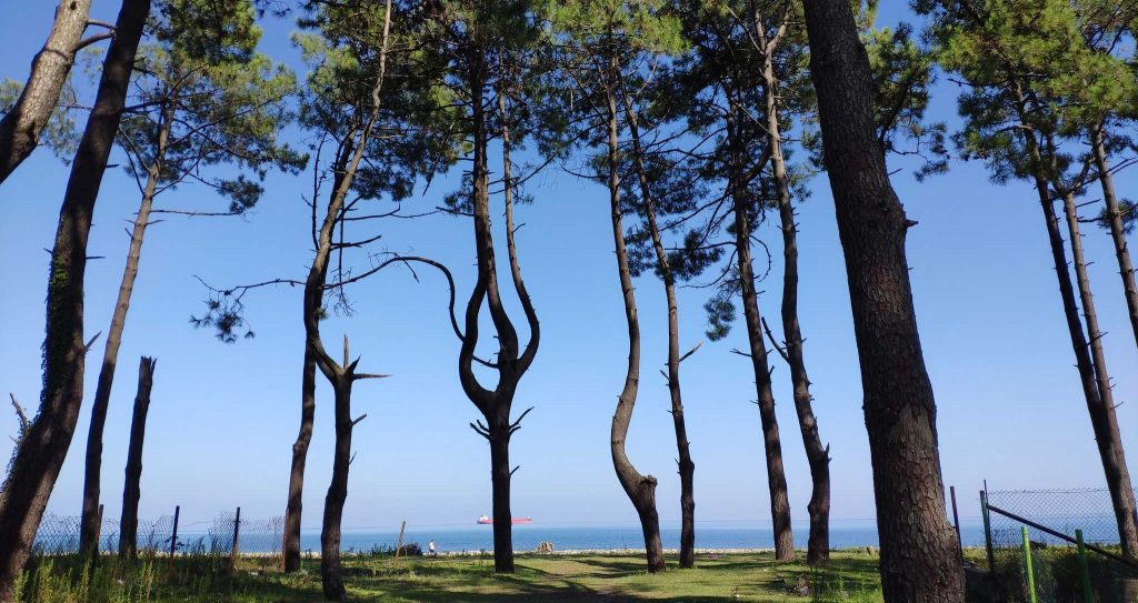 Grigoleti beach and tree in Armonia resort Georgia