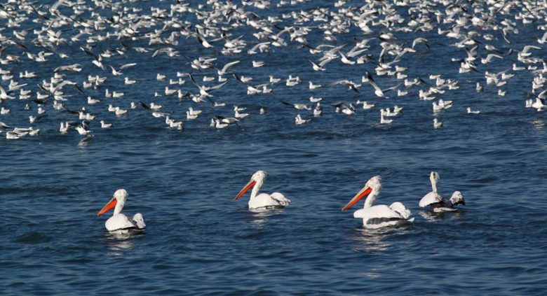 migratory birds in Armonia resort georgia